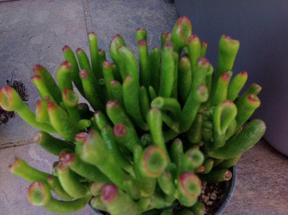 Succulent plant Crassula Argentea cv. Gollum Finger Jade.