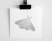 Emperor Moth nature pencil drawing giclee print
