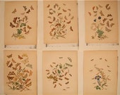 H. N. Humphreys 1845 "British Moths and their Transformations" Plate #59, #79, #67, #124, #73, #61