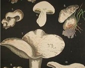 Leuba Folio Mushroom Chromolithograph  1890 Plate XII Antique Print
