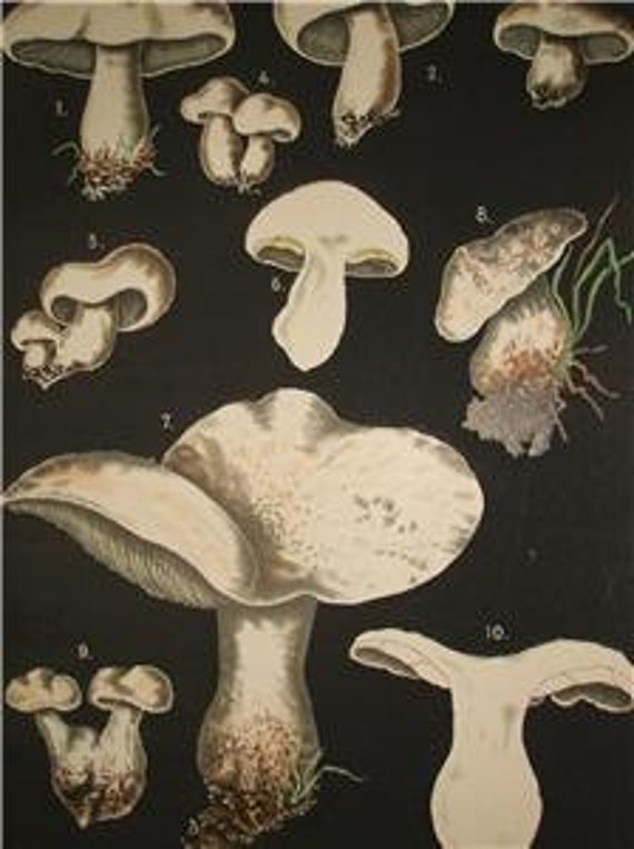 Leuba Folio Mushroom Chromolithograph  1890 Plate XII Antique Print