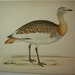 Beverly Morris British Game Birds Great Bustard 1855