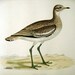 Beverly Morris British Game Birds Great Plover 1855