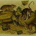 Audubon Quadruped Octovo Stone Lithograph PL 54 Brown or Norway Rat Print 1851