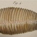 Lamarck Histoire Naturelle Coquille Bivalve PL 187