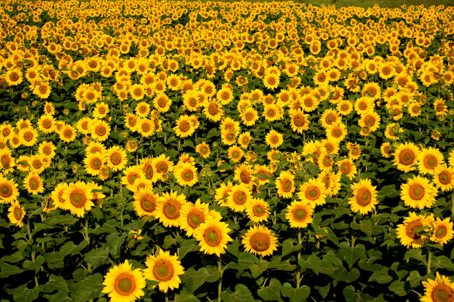 Sunflower fields in North Dakota