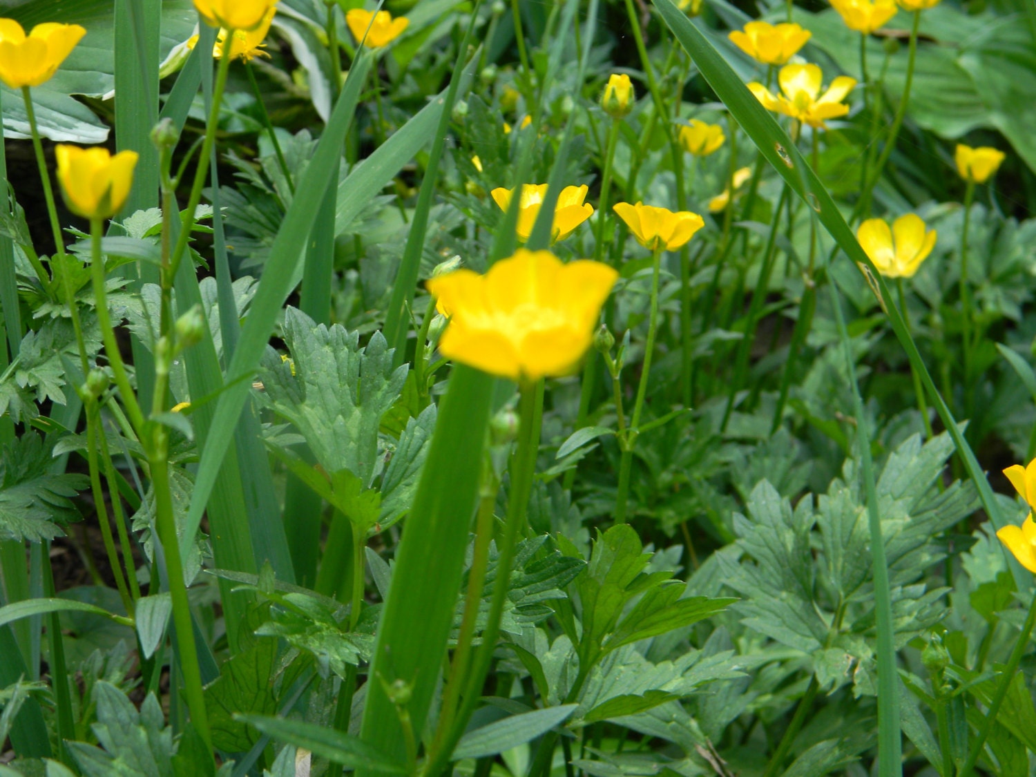 Buttercup perennial and very hardy to Zero by LettyLousGarden
