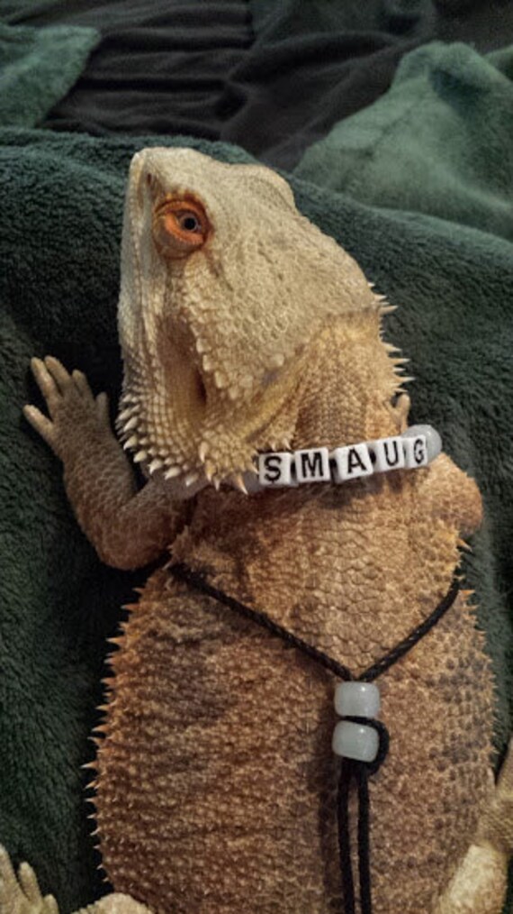 Items similar to Bearded Dragon Harness on Etsy