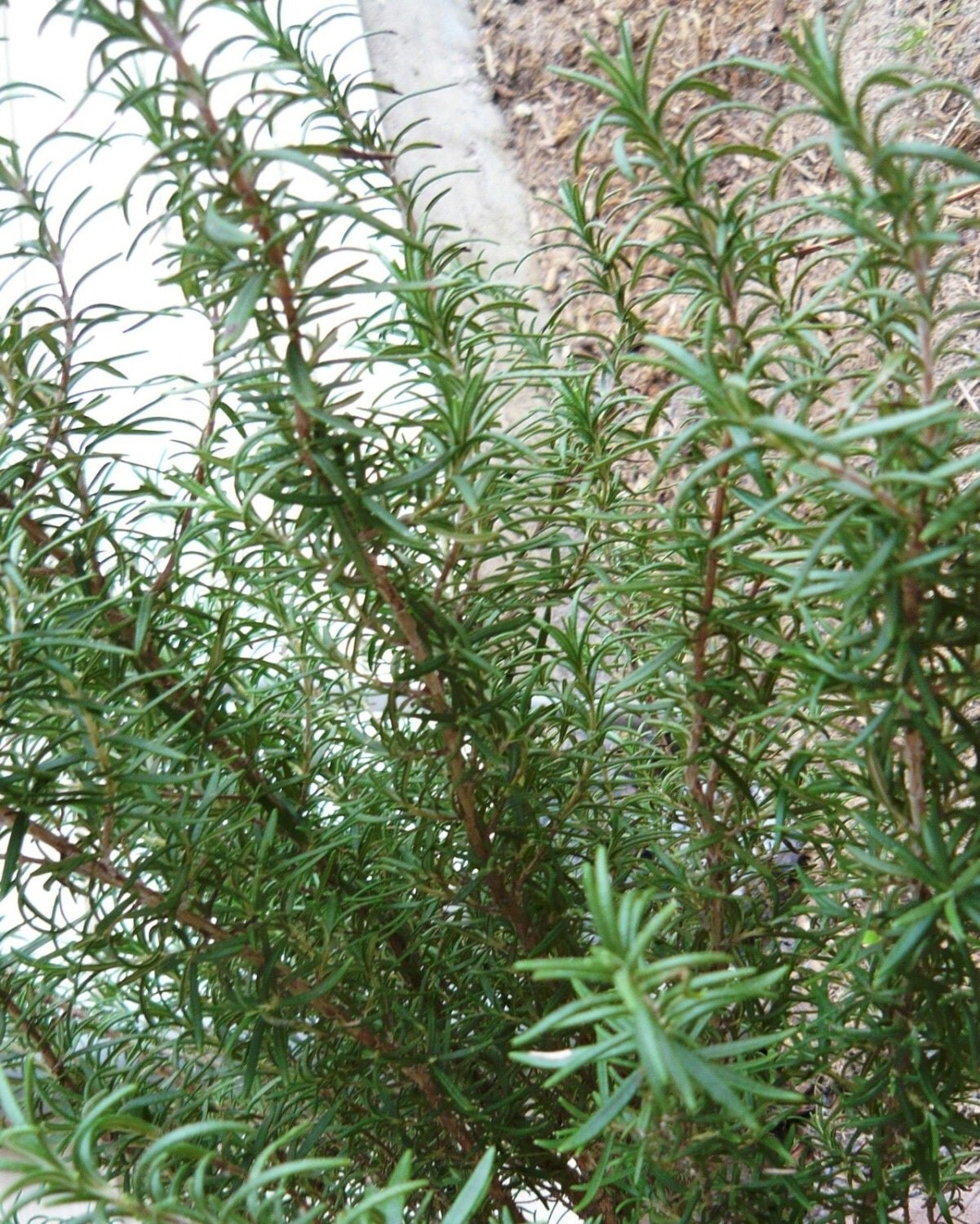 Rosemary live herb plant