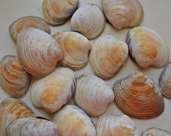 Craft Supply / Sea Shell / Beach Decor / Art Supply / Wedding Decor / Home Decor / Nautical Theme / Jewelry Supplies / Beach life
