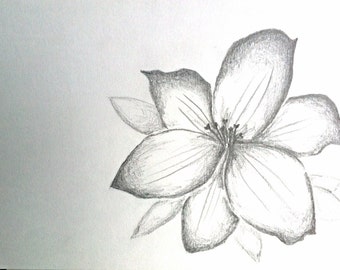 Popular items for lily pencil drawing on Etsy