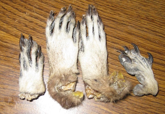 Set of 4 Dried Raccoon Feet by MemoirsOfARoadkill on Etsy