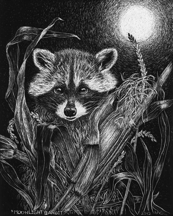 Print of mischievous Raccoon from original scratchboard