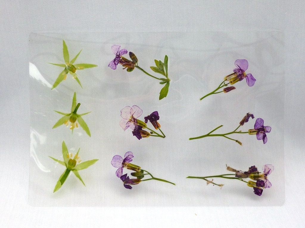 Real Pressed Dried Laminated Flowers 2 Sheets Crafts
