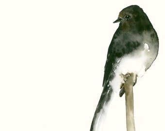 Black Phoebe Fine Art Print from Original Watercolor