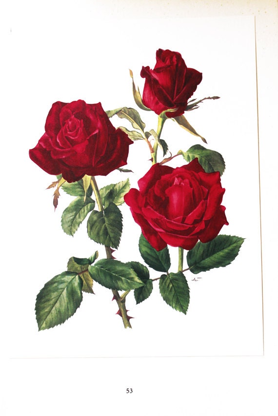 Rose Botanical Illustration White