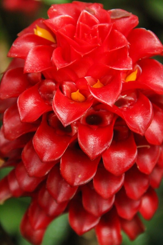 CloseUp Of A Pineapple Ginger Plant Print