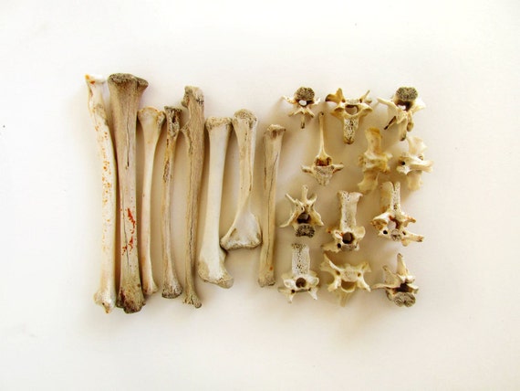 Opossum Vertebrae and Leg Bones. No. 244