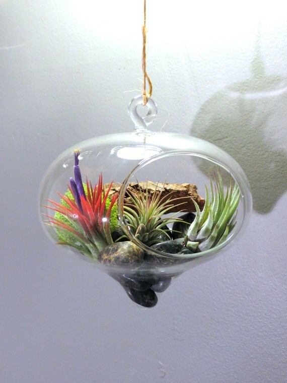 Large Hanging Terrarium with three by AirPlantDesignCenter on Etsy