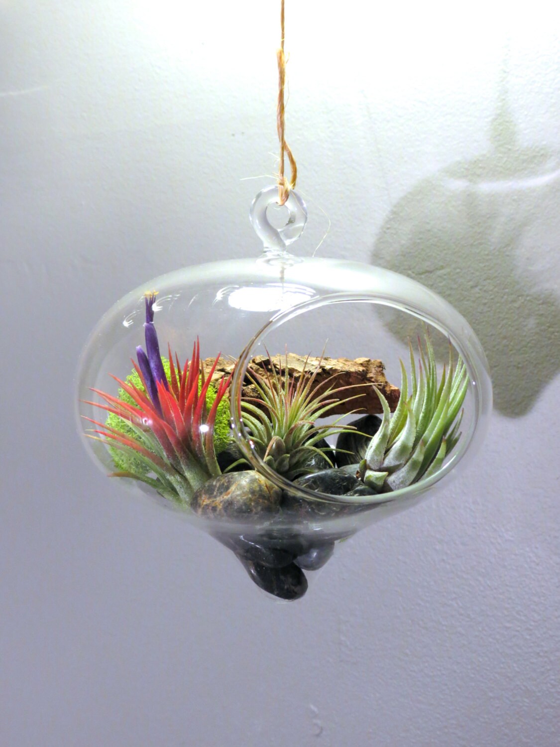 Large Hanging Terrarium with three by AirPlantDesignCenter on Etsy