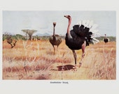 1910 Antique Ostrich print,