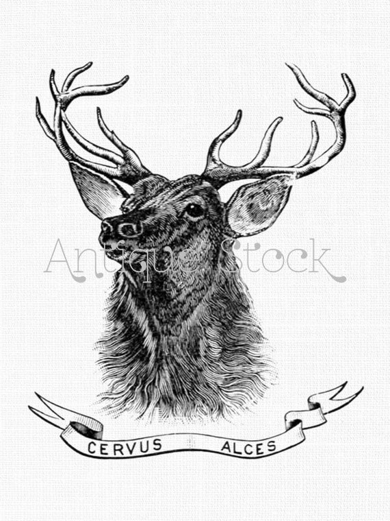 vintage deer clip art - photo #50