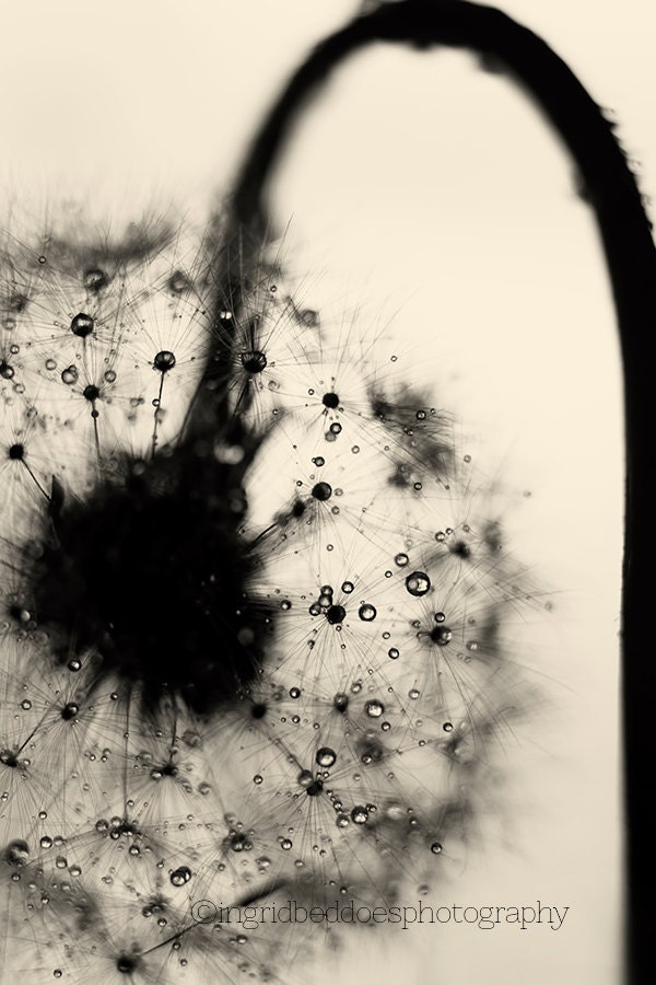 Dandelion print dandelion wall art black and white dandelion