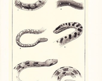 1903 Animal Print - Boa Snakes - Vintage Antique Home Decor Book Plate Art Illustration for Framing 100 Years Old
