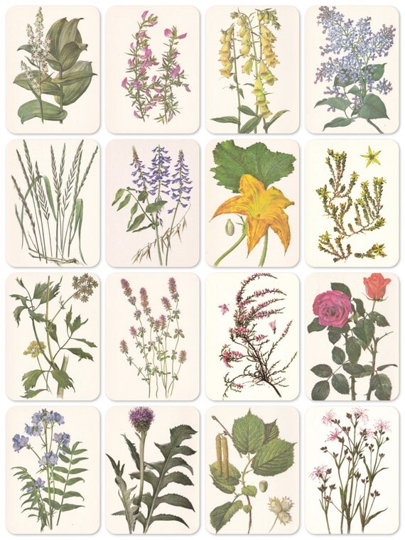 Plants, Bestiary. Set of 16 Vintage 8''x6'' Prints -- 1980. Fine Arts, Moscow