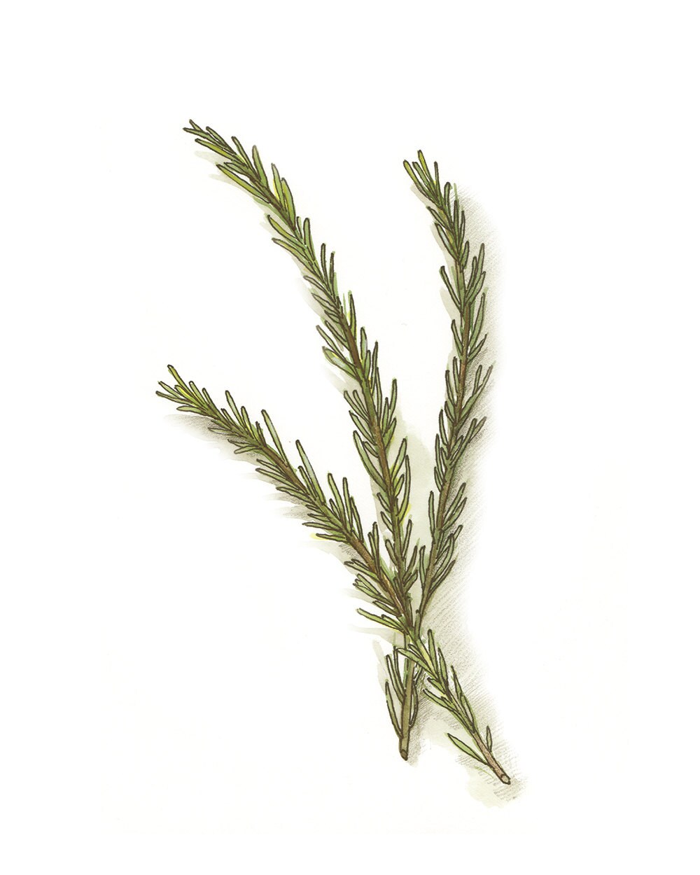 Rosemary Painting Botanical Illustration by GalleryintheGarden