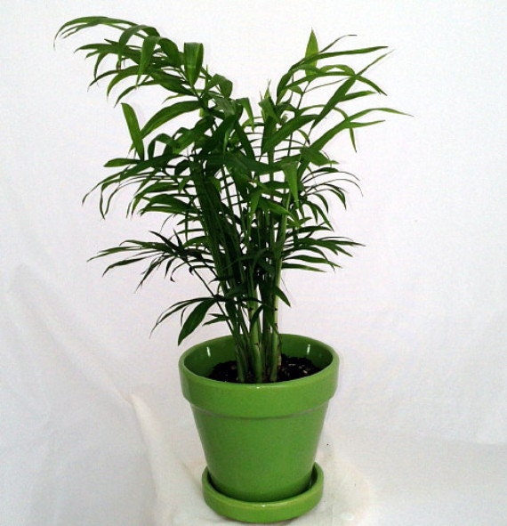 Hirt s Victorian Parlor Palm Chamaedorea 4