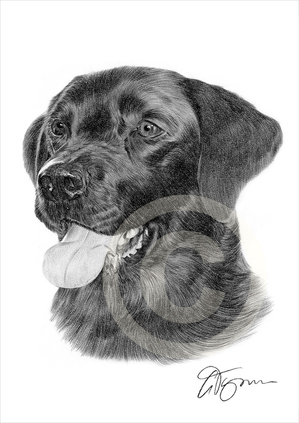 Matita di labrador retriever cane disegno opera formato