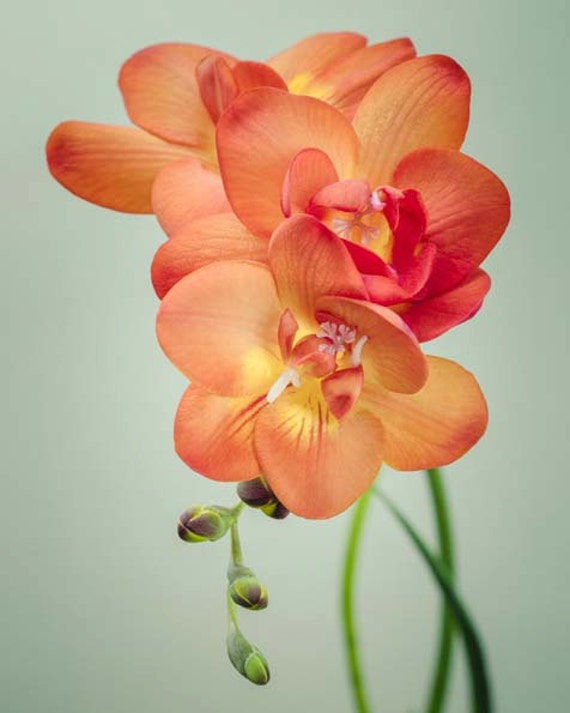 Photography, Floral Wall Art, Freesia Flower Photo, Modern Wall Decor 