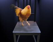 Now That's Entertainment-8x10 Fine Art Print Now That's Entertainment-8x10 Fine Art Print