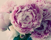 Peony Photo, Fine Art Print, Pink Flower Photography, French Country Decor