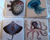 Sea Creature Awesome Coaster Set