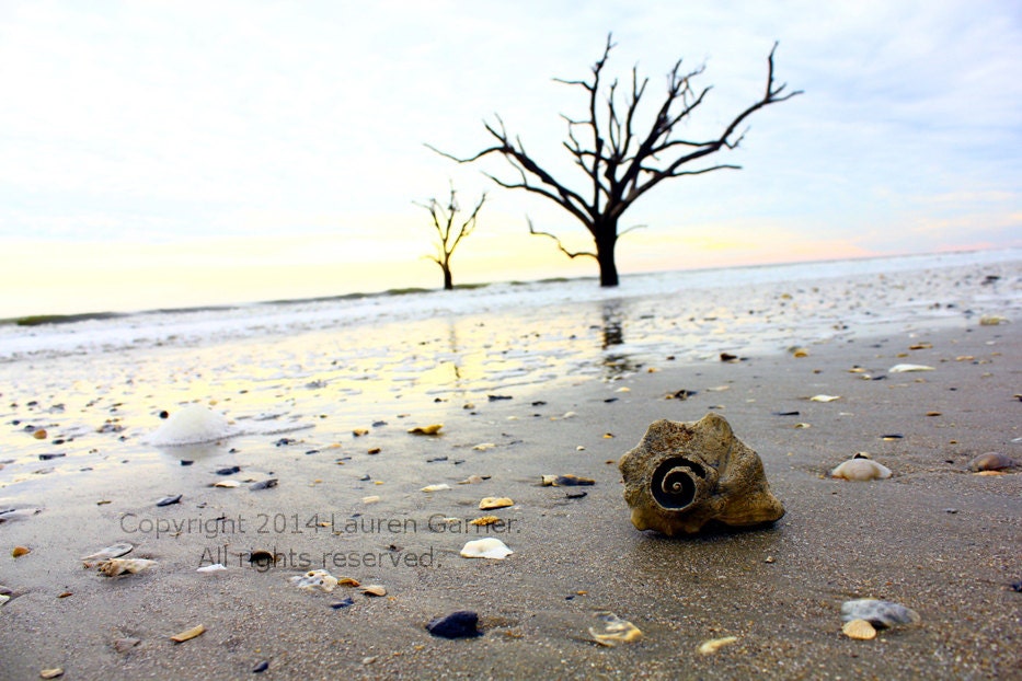 Botany Bay Edisto Beach Island SC Shell Conch Whelk Welk