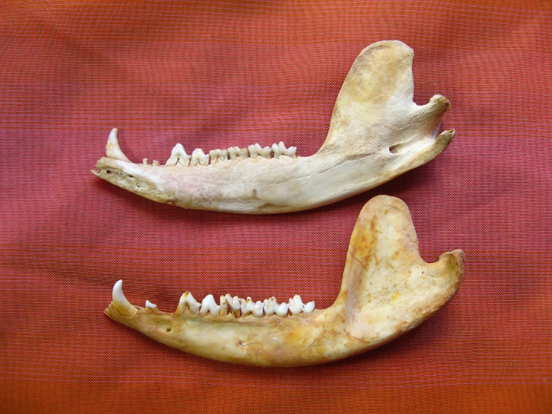 FOUND OBJECTS POSSUM Jaws Lower Jaw Bones Mandibles from