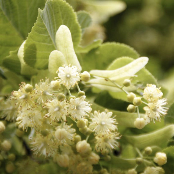 La FRENCH LIME BLOSSOMS 4oz Perfume for Women Floral Green