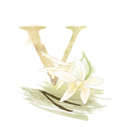 Letter V, Vanilla, Nature Alphabet Initial Nursery Kitchen Home Decor 8.5 x 11