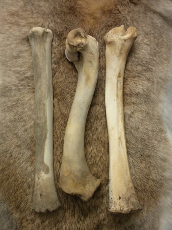 Long Deer Leg Bones Lot of 3 by JAKRabbitry on Etsy