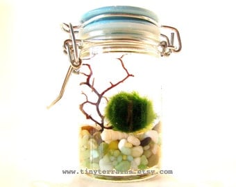 FREE SHIPPING - Marimo Terrarium: Marimo Moss Ball Tiny Jar Aquarium, Several Colors Available