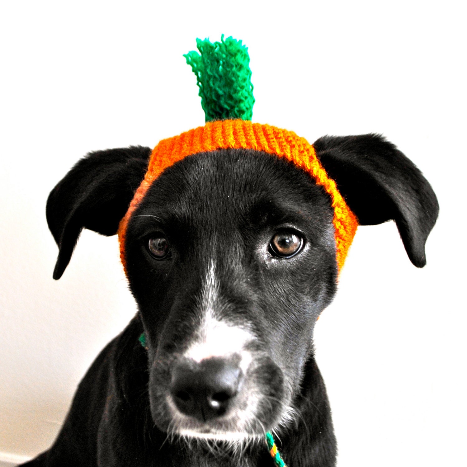 Dog Carrot Costume
 Carrot Costume for Dogs Custom Sizing Hand Knit Dog Hat