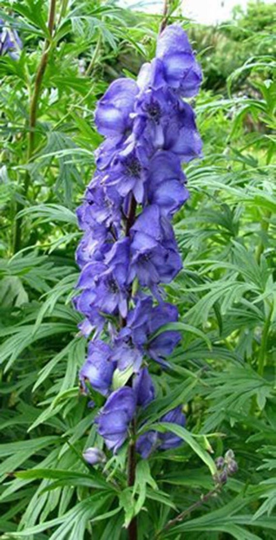 15 Monk's Hood flower Seeds1098A