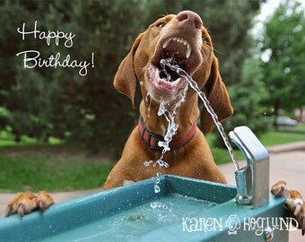 Vizsla Dog birthday cards - set of 4 cards