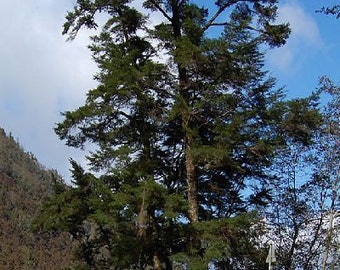 1000 Chinese Hemlock Tree Seeds, Tsuga Chinensis