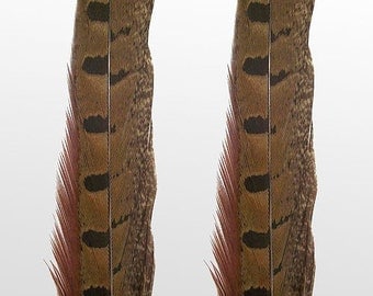 Ringneck Pheasant Feathers. 8/10" (20-25cm) . UK Supplier