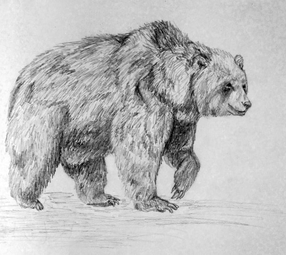 Items similar to Grizzly Bear Pencil Drawing Print on Etsy