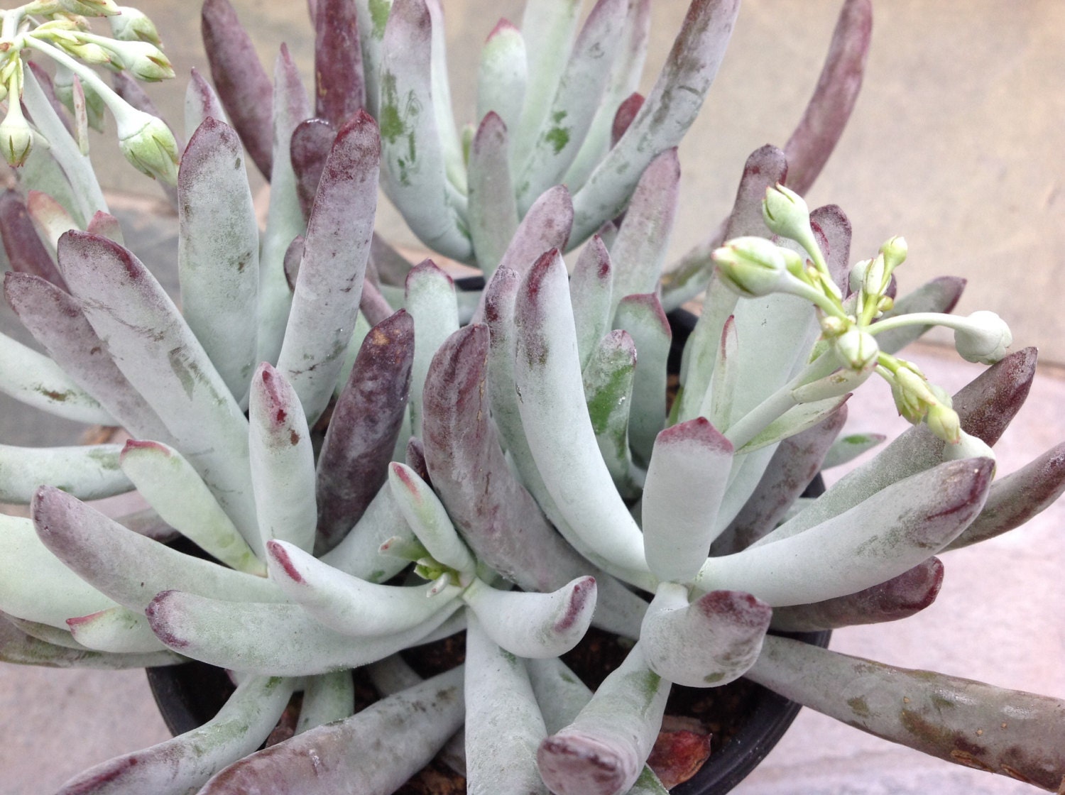 Succulent plant White Sprite beautiful long by SucculentBabies