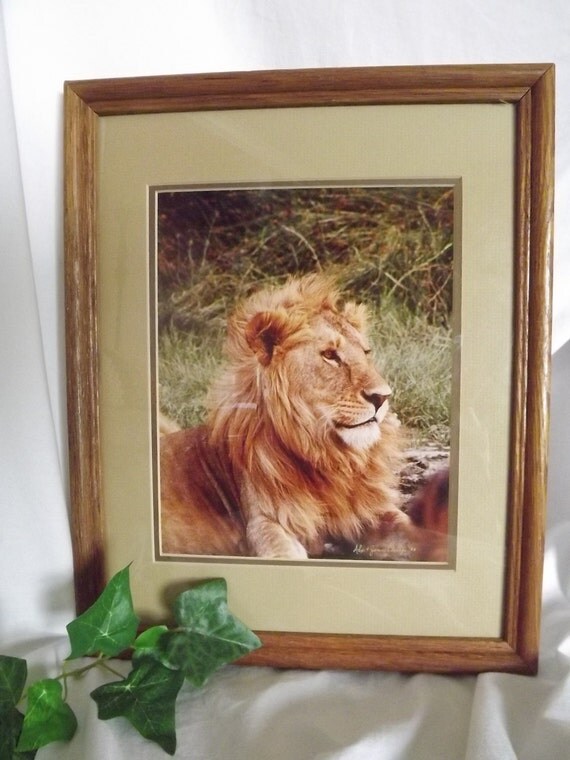 Vintage Photo Framed Lion Photo Male Lion African Decor